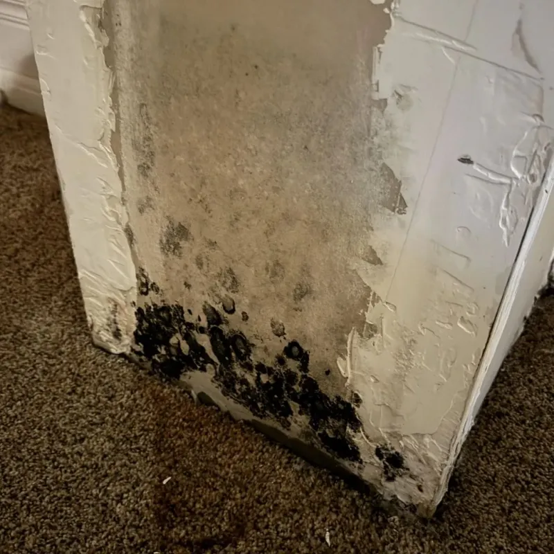 Professional Mold Removal in Orange County, TX